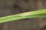 Redtop panicgrass